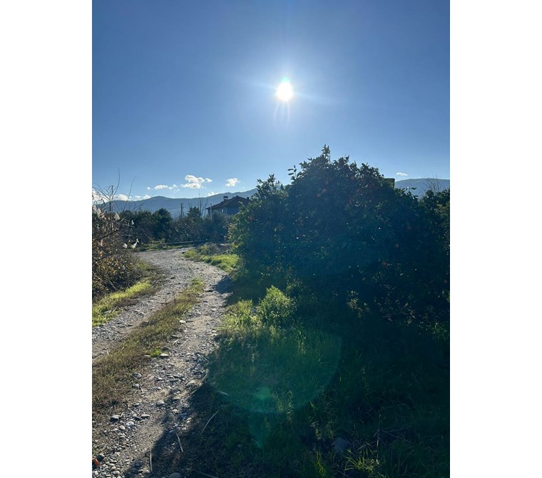 MUĞLA KÖYCEĞİZ DÖĞÜŞBELEN MH 2982M2 NARENCİYE BAHÇESİ