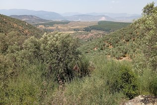 Milas Kemikler Köyünde Satılık 4548 m2 Z...