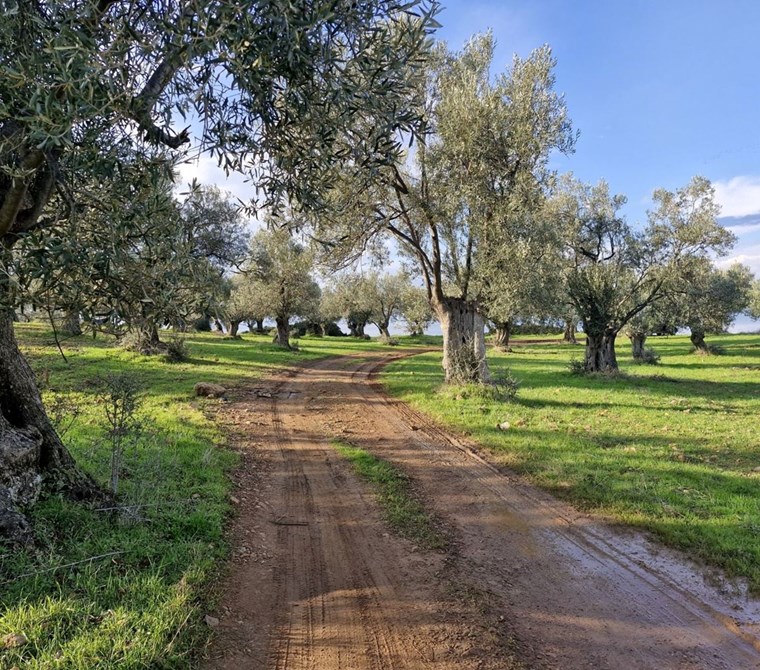 ALTIN EMLAKTAN İMAR SINIRINDA SATILIK 260 m2 HİSSELİ ZEYTİNLİK