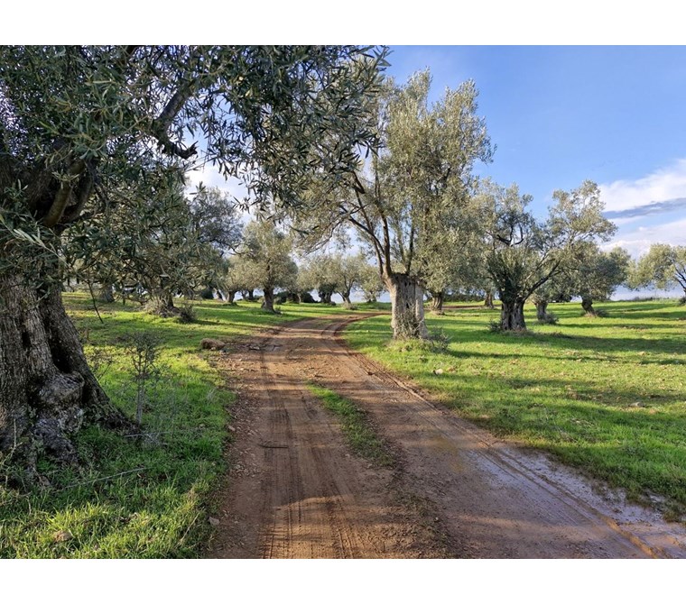 ALTIN EMLAKTAN İMAR SINIRINDA SATILIK 260 m2 HİSSELİ ZEYTİNLİK