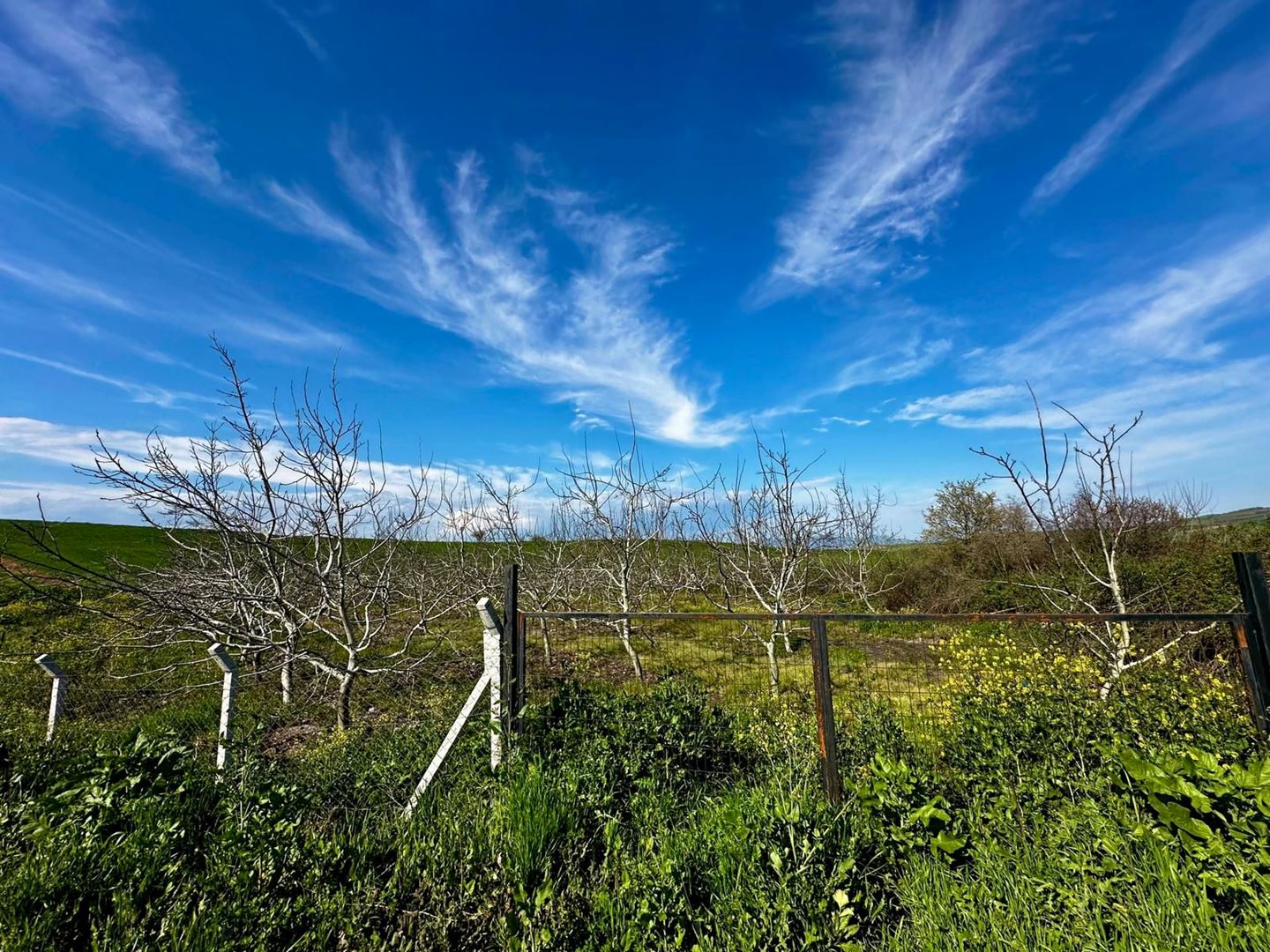 BALIKESIR GÖNEN ULUKIR INCOME-GENERATING OLIVE & WALNUT GARDEN – 8 DECARE INVESTMENT OPPORTUNITY 🌿
