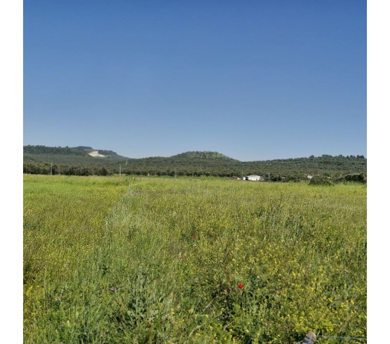 ALTIN EMLAKTAN AYVALIK GAZİKEMALPAŞADA SATILIK 6174 M2 TARLA