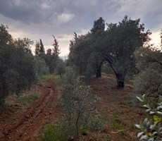  müjgan emlaktan köyceğiz yangıda satılık 2500 m2 tarla