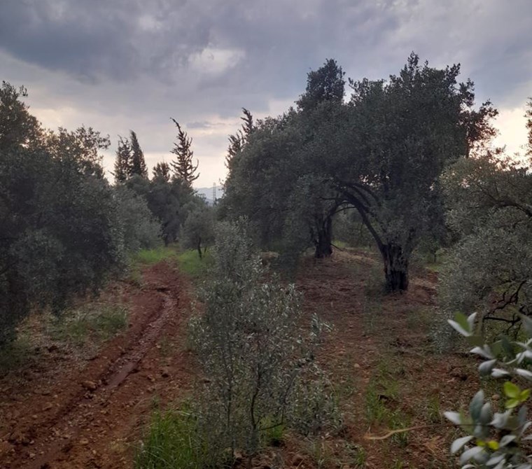  müjgan emlaktan köyceğiz yangıda satılık 2500 m2 tarla
