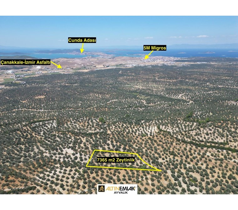 ALTIN EMLAKTAN AYVALIK K.KARABEKİRDE 7366 M2 ZEYTİNLİK
