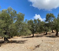 Satılık Arsa - Taslak / Envanter