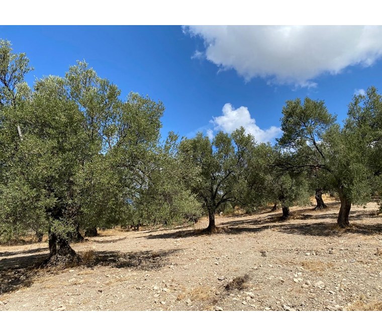 Satılık Arsa - Taslak / Envanter