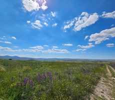 AKDAMAR - MOLU'da SATILIK 1000 ADET CEVİZLİ BAHÇE