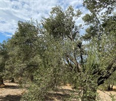 ALTIN EMLAKTAN AYVALIK KAZIM KARABEKİR DE SATILIK 8640 m2 ZEYTİNLİK