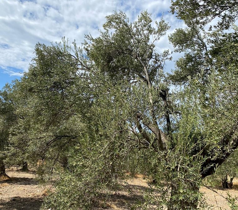 ALTIN EMLAKTAN AYVALIK KAZIM KARABEKİR DE SATILIK 8640 m2 ZEYTİNLİK