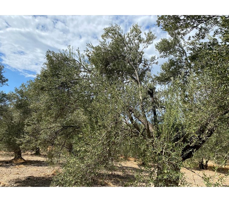 ALTIN EMLAKTAN AYVALIK KAZIM KARABEKİR DE SATILIK 8640 m2 ZEYTİNLİK