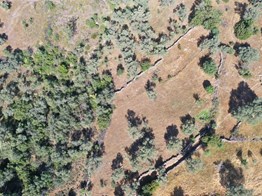 Bodrum Mumcular Bayırda satılık 1.506m2 zeytinlik