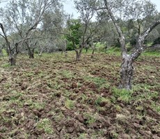 EDREMİT HAVRAN KÖYLÜCEDE SATILIK VERİMLİ ZEYTİNLİK