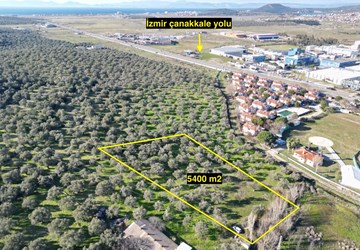 ALTIN EMLAKTAN AYVALIKTA ANA YOLA YAKIN ZEYTİNLİK