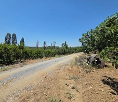 Selçuk Havutçulu da Satılık İncir Bahçesi