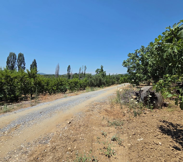 Fig Orchard for Sale in Selçuk Havutçulu