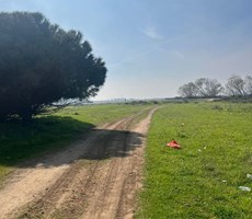 BALIKESİR ERDEK Aşağıyapıcı Mahallesi Dervent Mevkii SATILIK Arsa (Bağ ve Zeytinlik)