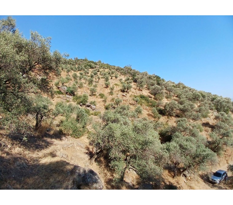 Bayındır Yeşilova'da Satılık Zeytinlik