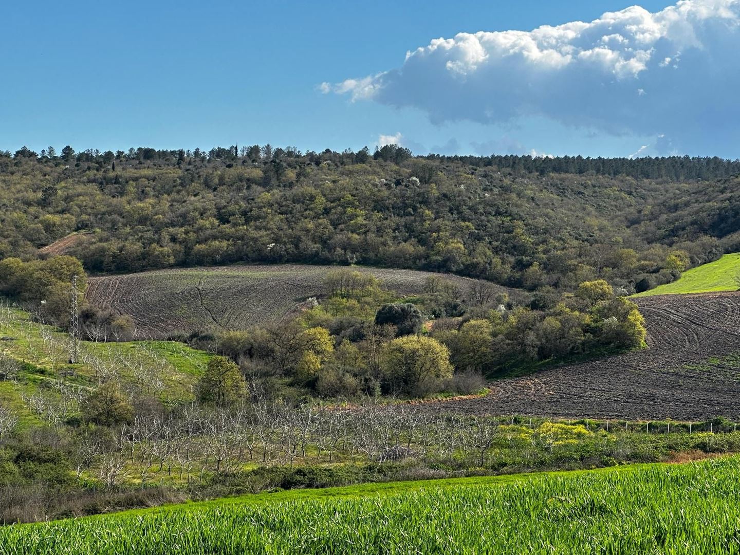BALIKESIR GÖNEN ULUKIR INVESTMENT OLIVE & WALNUT ORCHARD – 19 DÖNÜM COMPLETE OPPORTUNITY! 🌿