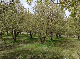 POZANTI KARAKIŞLAKÇI'DA SATILIK 12.249 M2 Bahçe (Ceviz Kiraz Elma)