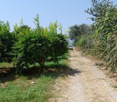 MUĞLA ORTACA DALYAN MH 7014M2 NAR BAHÇESİ