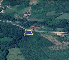 TRABZON AKÇAABAT AMBARCIK MAHELLESİNDE 905 M2 SATILIK FINDIK BAHÇESİ