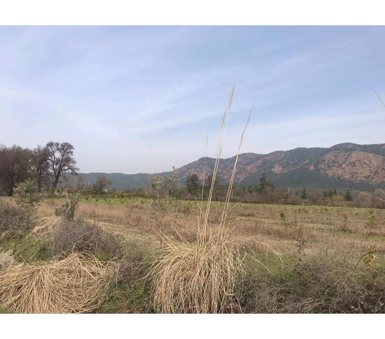 köyceğiz döğüşbelen mah. satılık 7000 m2 tarla