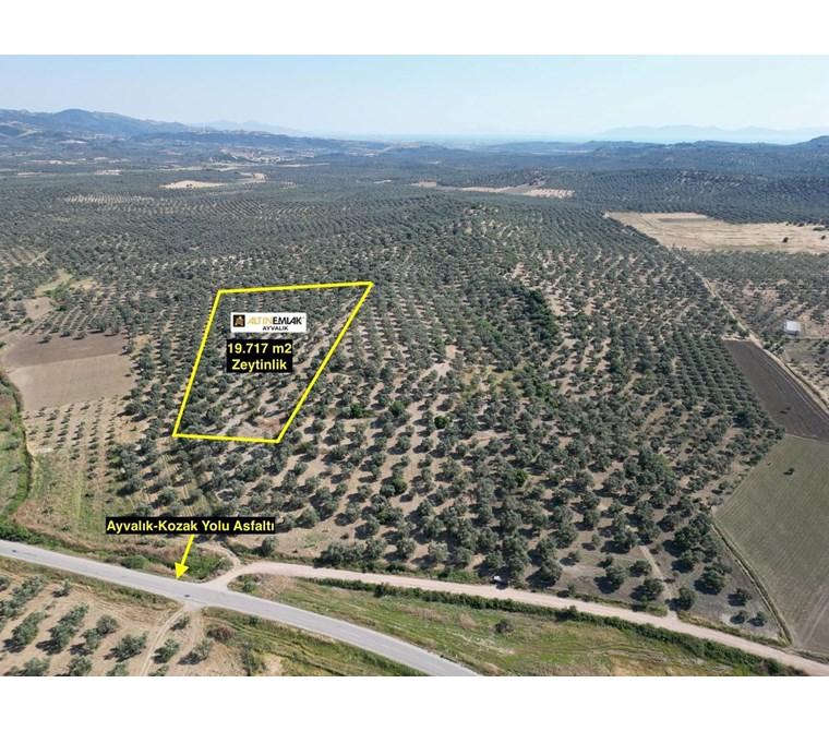  ALTIN EMLAKTAN AYVALIK MURATELİNDE SATILIK 19717 M2 VERİMLİ ZEYTİNL
