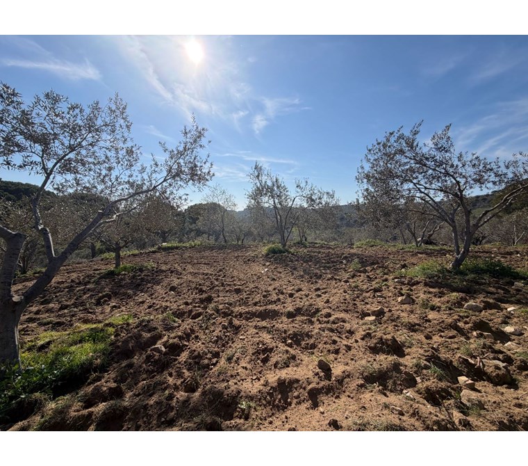 AYVALIK BAĞYÜZÜNDE SATILIK 28.900M2 ZEYTİNLİK VE FISTIKLIK