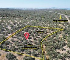 ALTIN EMLAKTAN AYVALIK MURATELİNDE SATILIK 7560 M2 ZEYTİNLİK