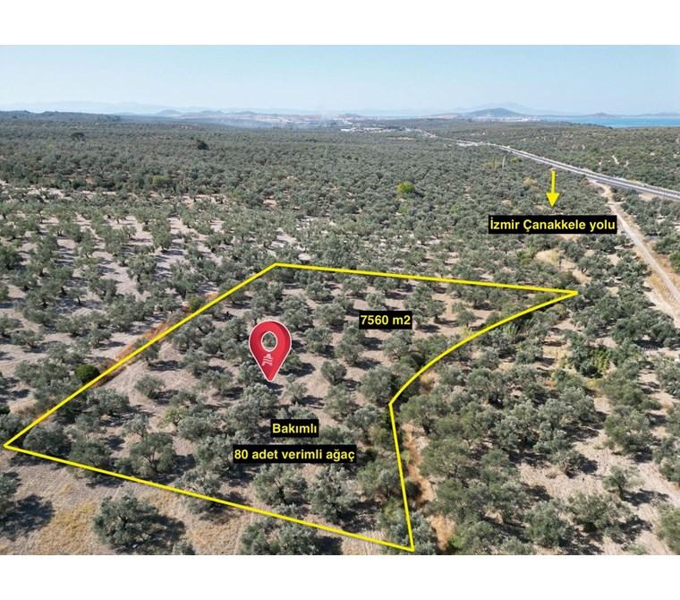 ALTIN EMLAKTAN AYVALIK MURATELİNDE SATILIK 7560 M2 ZEYTİNLİK