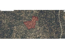 Değerinin çok altında ihtiyaçtan ACİL SATILIK ZEYTİNLİK