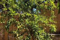 recent-property