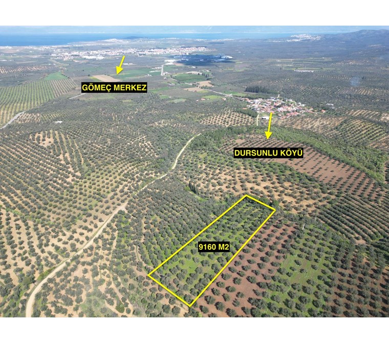 ALTIN EMLAKTAN GÖMEÇ DURSUNLUDA SATILIK 9160 M2 ZEYTİNLİK