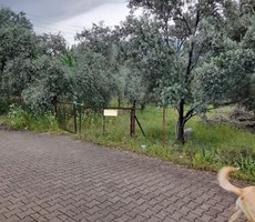 köyceğiz toparlar mah. satılık imarlı 1960 m2 arsa