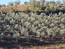 Adana İmamoğlu Otluk Köyü’nde Satılık Zeytin Bahçesi