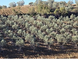 Adana İmamoğlu Otluk Köyü’nde Satılık Zeytin Bahçesi