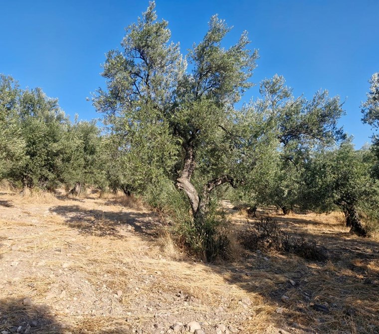 ALTIN EMLAKTAN AYVALIK MUTLUKÖYDE SATILIK 2632 M2 ZEYTİNLİK