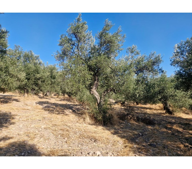 ALTIN EMLAKTAN AYVALIK MUTLUKÖYDE SATILIK 2632 M2 ZEYTİNLİK