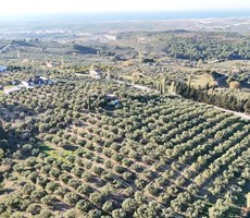 REALTY WORLD EFES'TEN DAVUTLARDA DENİZ MANZARALI 10 DÖNÜM TARLA