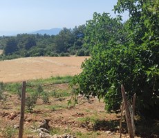 Seydikemer Yakaköy Karaçon’da Satılık Fırsat 8075 m² Tarla