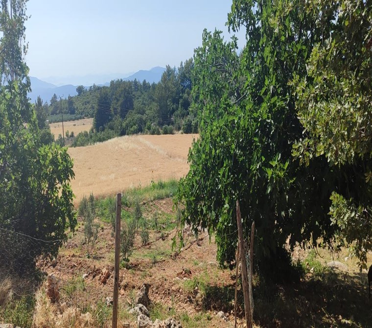 Seydikemer Yakaköy Karaçon’da Satılık Fırsat 8075 m² Tarla