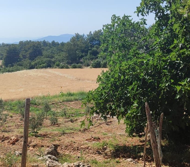 Seydikemer Yakaköy Karaçon’da Satılık Fırsat 8075 m² Tarla