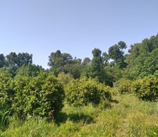 köyceğiz yangı çayırköy mah. satılık 1372 m2 tarla