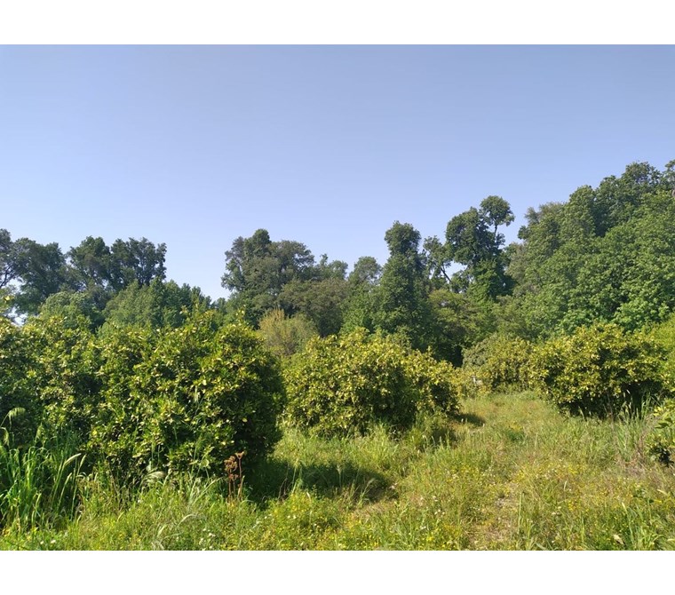 köyceğiz yangı çayırköy mah. satılık 1372 m2 tarla