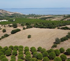 Çanakkale Lapseki Alpagut Köyünde Satılık Tarla