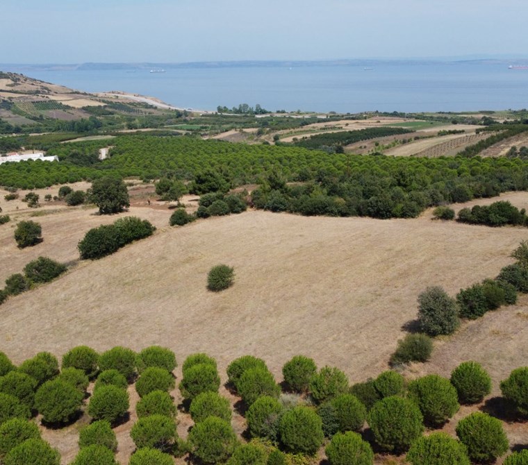 Çanakkale Lapseki Alpagut Köyünde Satılık Tarla