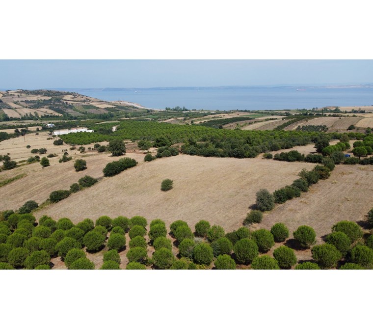 Çanakkale Lapseki Alpagut Köyünde Satılık Tarla